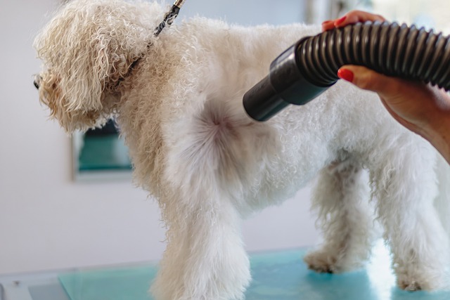 Veterinary Services Surgery