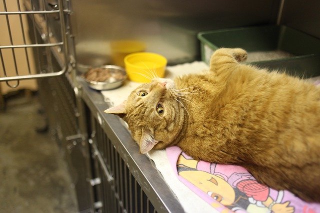 Veterinary Services Surgery