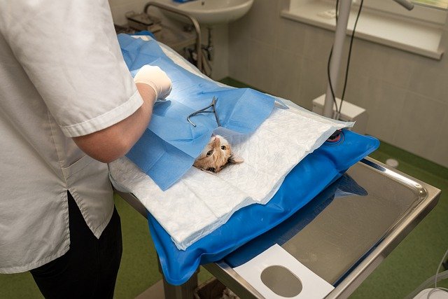 Veterinary Services Surgery