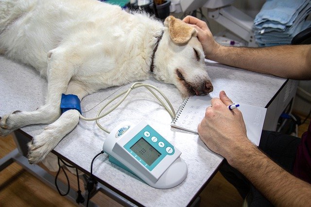 Veterinary Services Surgery